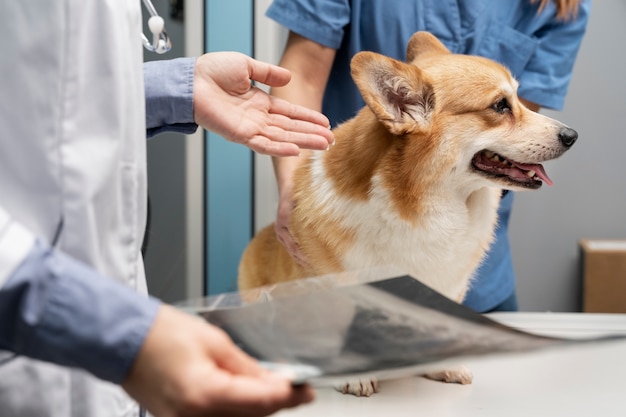 Veterinario che si prende cura del cane