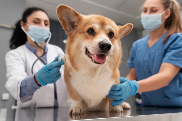 Veterinario che si prende cura di un cane da compagnia