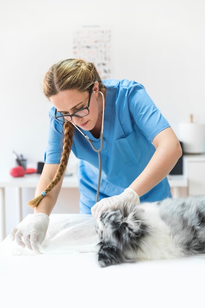 Veterinario femminile con lo stetoscopio che dispone panno bianco sotto il cane che si trova sul tavolo