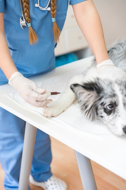 Veterinario femminile del primo piano che inietta cane con l&#39;iniezione sulla tavola