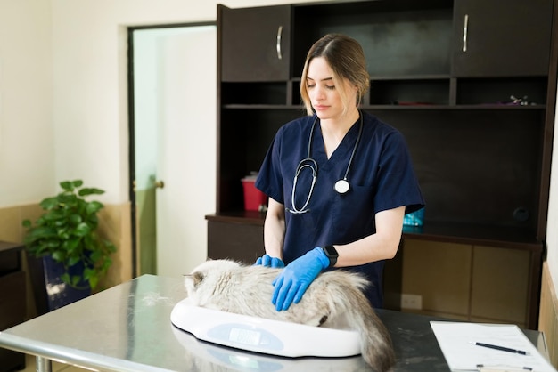 Veterinario piuttosto professionale con guanti che pesa un grosso gatto persiano con una bilancia presso la clinica degli animali. Veterinario donna che esamina la salute di un bellissimo animale domestico