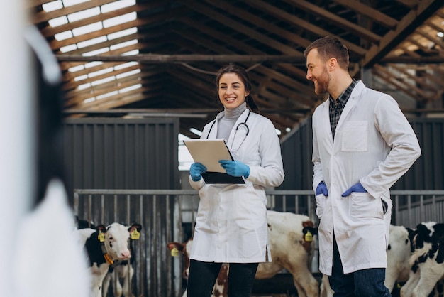 Veterinario presso l'azienda che cammina nella stalla controllando le mucche