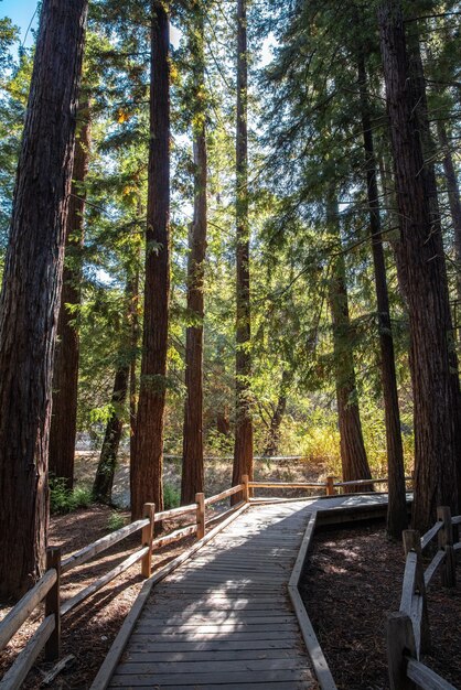 Via di legno marrone tra alberi verdi durante il giorno