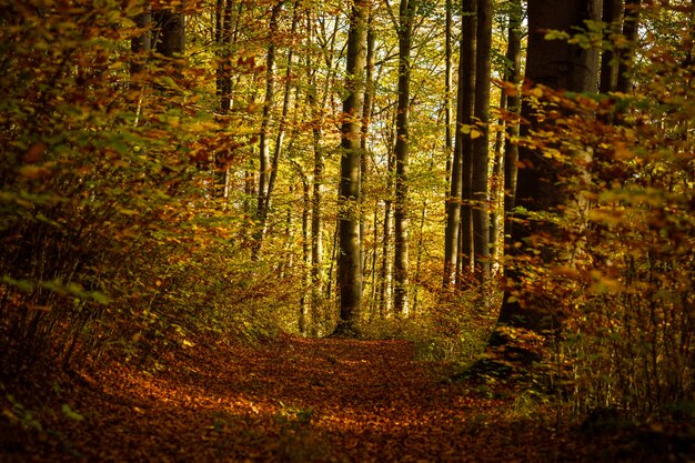 Via nel mezzo di una foresta con gli alberi coperti di foglie gialli e marroni di giorno