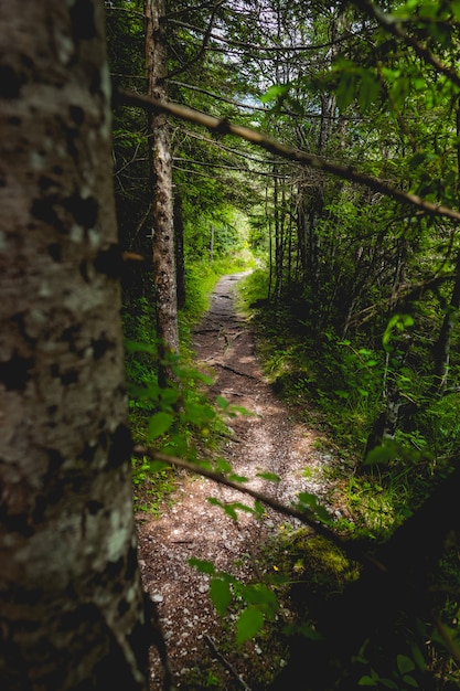 Via stretta in una foresta con alberi spessi e vegetazione