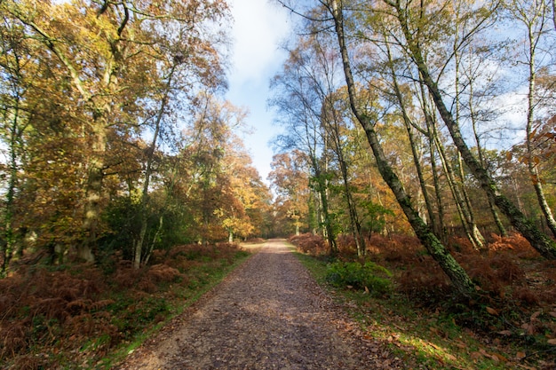 Via stretta vicino a molti alberi nella nuova foresta vicino a Brockenhurst, Regno Unito