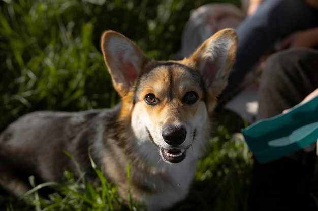 Viaggiatori ravvicinati con un cane carino