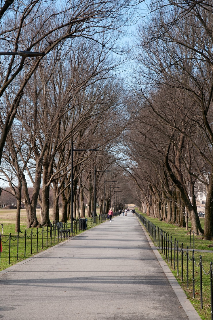 Foto gratuito viale degli alberi, accanto alla piscina riflettente, washington dc