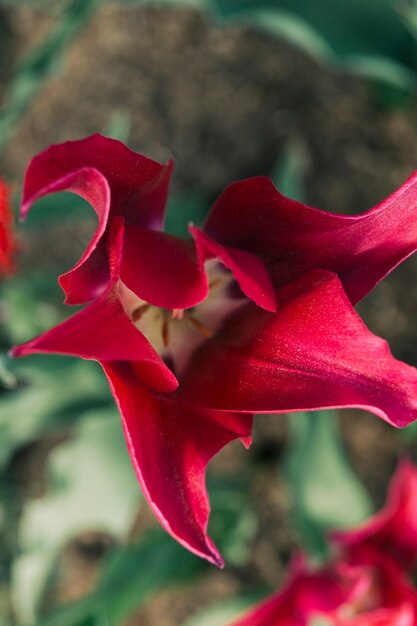 Vibrante bellissimo fiore in fiore