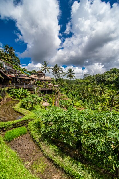 Vicino al villaggio culturale di Ubud c'è un'area conosciuta come Tegallalang che vanta le più drammatiche risaie a terrazze di tutta Bali.