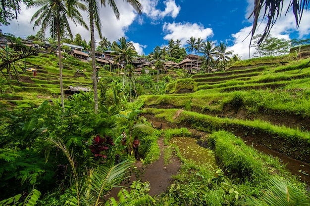 Vicino al villaggio culturale di Ubud c'è un'area conosciuta come Tegallalang che vanta le più drammatiche risaie a terrazze di tutta Bali.
