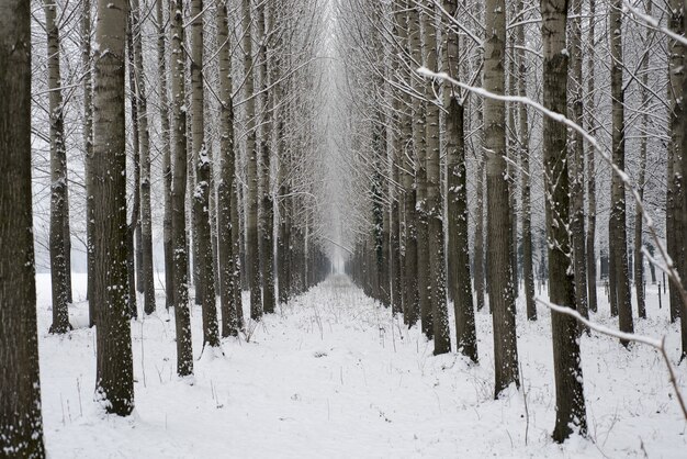 Vicolo di inverno con alberi e neve in Svizzera