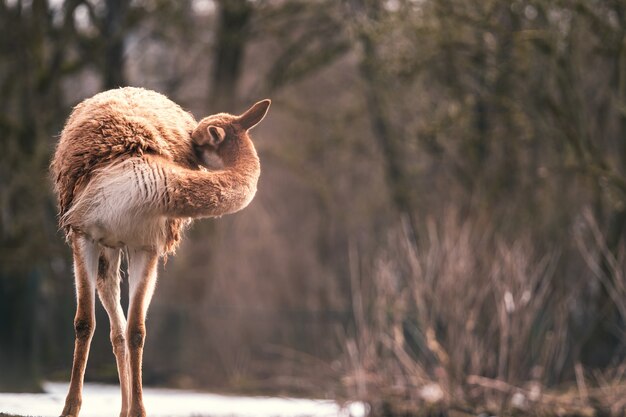 Vicuna (Vicugna vicugna) nella neve.