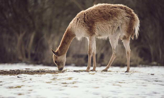 Vicuna (Vicugna vicugna) nella neve.