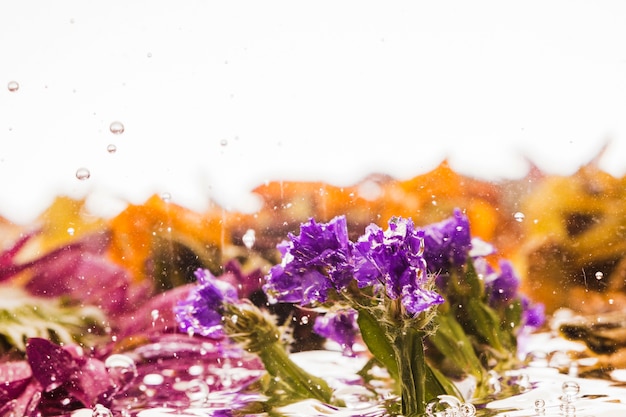 Viola sempreverde che cade nell&#39;acqua