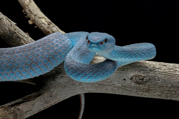 Vipera blu serpente closeup faccia testa di vipera serpente Blue insularis Trimeresurus Insularis