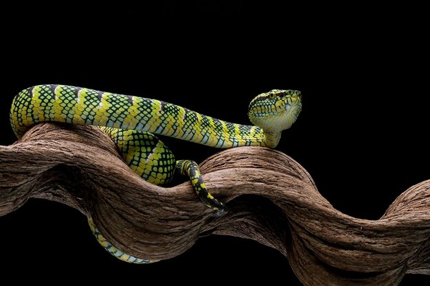 Vipera serpente tropidolaemus wagleri primo piano sul ramo