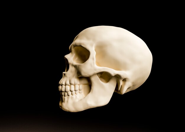 Vista 3D del cranio