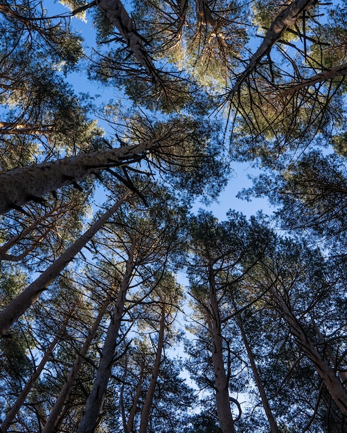 Vista ad angolo basso degli alberi sotto la luce del sole e un cielo azzurro di giorno