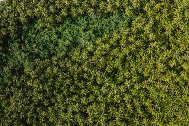 Vista aerea degli alberi tropicali nelle isole Mentawai in Indonesia - perfetto per lo sfondo
