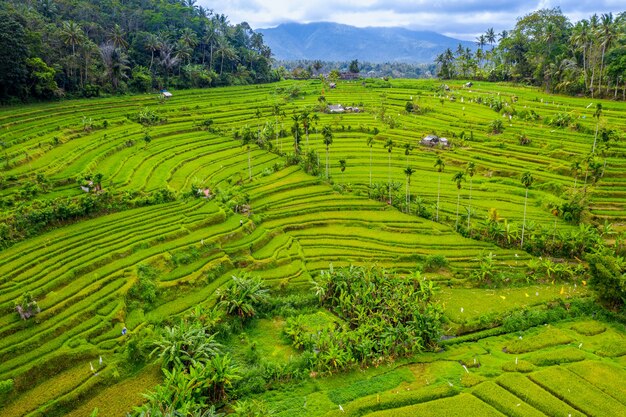 Vista aerea dei campi di riso terrazzati Bali, Indonesia