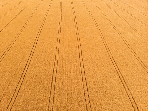 Vista aerea del campo di grano con cingoli del trattore Fattoria dalla vista del drone