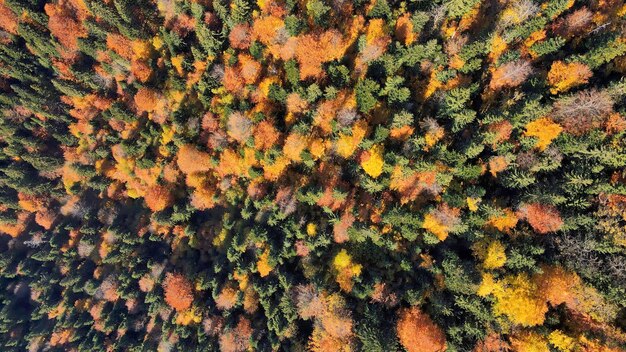 Vista aerea del drone della natura in Romania