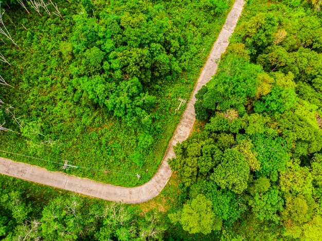 Vista aerea dell&#39;albero nella foresta con la strada