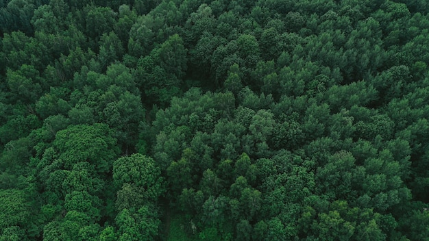Vista aerea della foresta verde