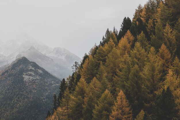 Vista aerea di alberi verdi