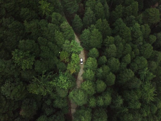 Vista aerea di un'auto che attraversa una strada nella foresta con alberi densi e verdi alti