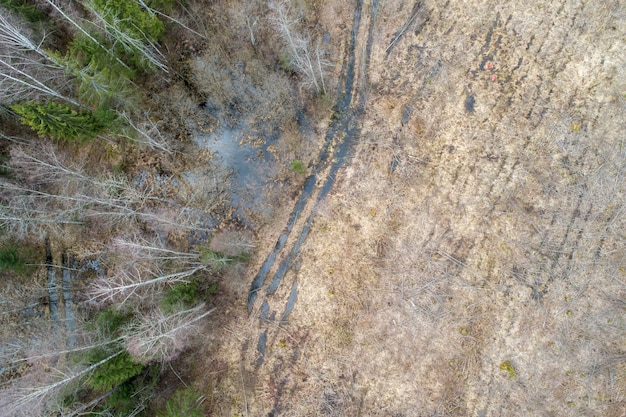 Vista aerea di una fitta foresta con alberi d'inverno nudi e foglie cadute su un terreno