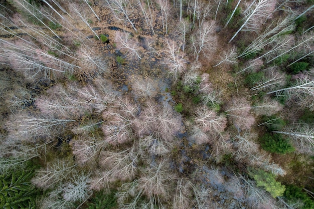 Vista aerea di una fitta foresta con alberi nudi d'inverno e foglie cadute su un terreno