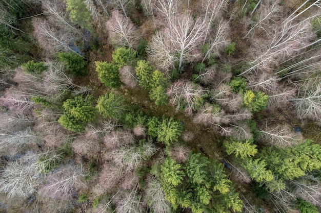 Vista aerea di una fitta foresta con alberi nudi profondi autunnali con fogliame essiccato