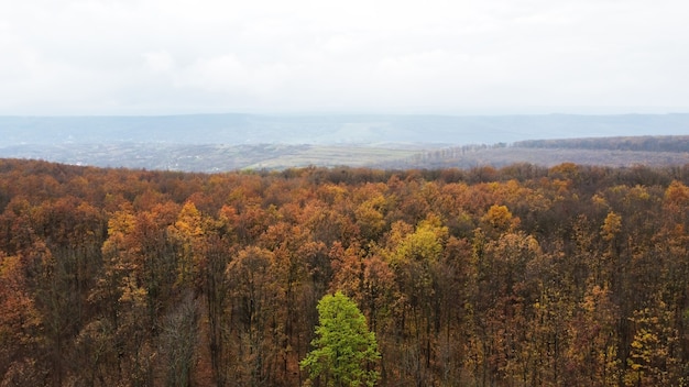 Vista aerea drone della natura in Moldova, foresta ingiallita, colline, cielo nuvoloso