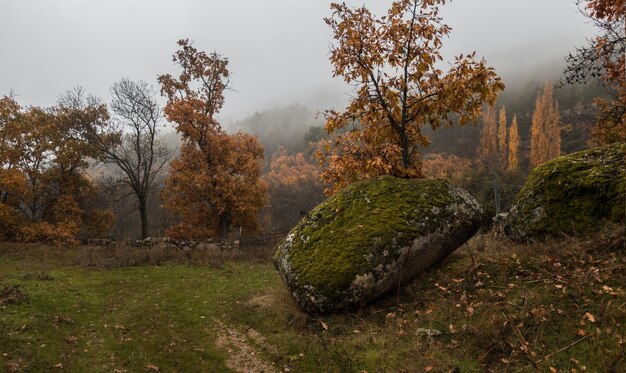 Vista affascinante degli alberi nel campo in una giornata nebbiosa