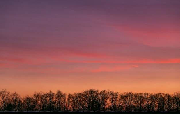 Vista affascinante del cielo durante il tramonto dietro i rami di un albero