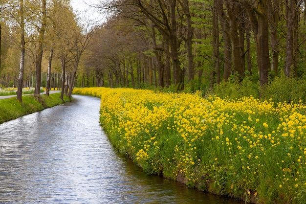 Vista affascinante del fiume circondato da fiori gialli e alberi in una campagna olandese