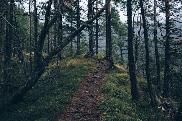 Vista affascinante del sentiero attraverso il bosco con alberi ad alto fusto