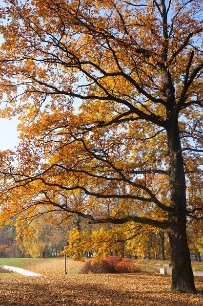 Vista affascinante dell'albero alto con foglie gialle nel parco