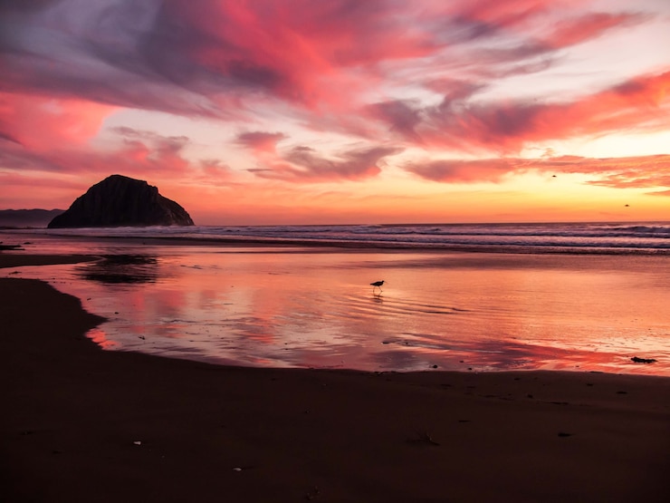 Foto gratuito vista affascinante dell'uccello che cammina vicino all'oceano calmo durante il tramonto