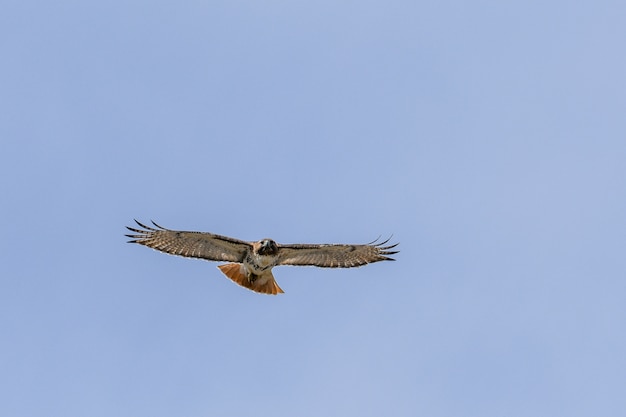 Vista affascinante dell'uccello falco che vola nel cielo blu