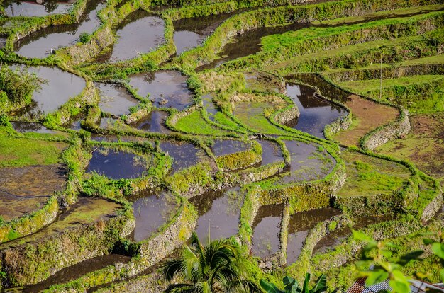Vista affascinante delle terrazze di riso di Batad