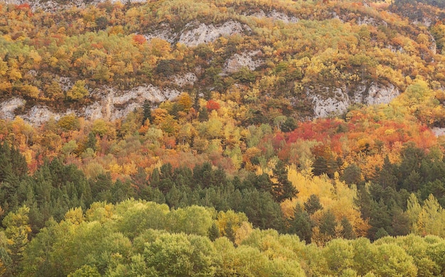 Vista affascinante di alberi colorati su una montagna rocciosa in autunno in Spagna