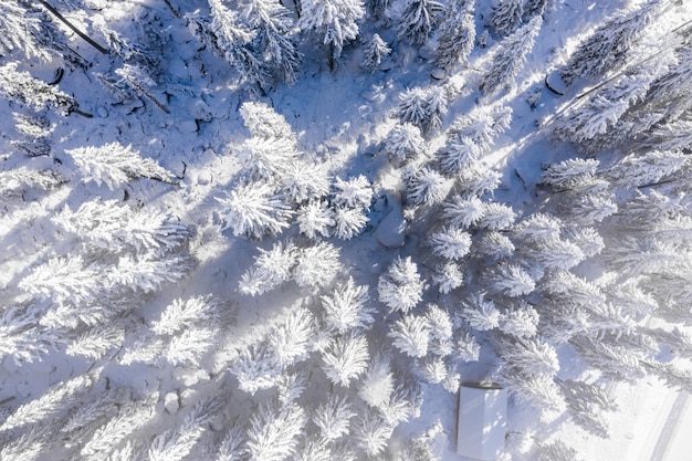 Vista affascinante di splendidi alberi innevati