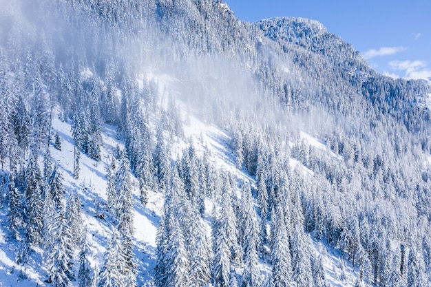 Vista affascinante di splendidi alberi innevati