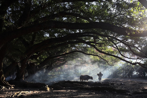 Vista affascinante di un abitante di un villaggio cinese con una mucca nella foresta durante l'alba a Xia Pu, Cina