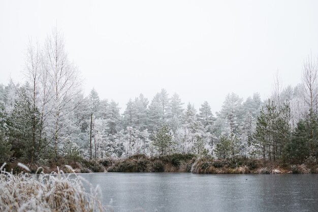 Vista affascinante di una foresta invernale con alberi di pino coperti di brina in una giornata nebbiosa in Norvegia