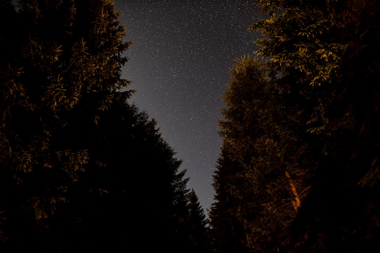 Foto gratuito vista bassa di bellissimi alberi e del cielo