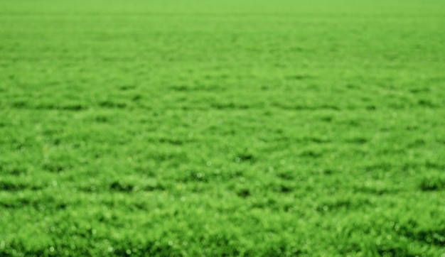 Vista concettuale del campo primaverile verde, della vegetazione sfocata e dello sfondo del sole con lo spazio della copia utilizzando piante verdi naturali, paesaggio, ecologia, carta da parati fresca come sfondo.